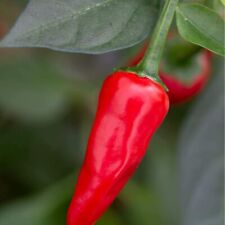 Chilli pepper plants for sale  BANBURY