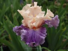 Schwertlilie iris devilicious gebraucht kaufen  Markt Bibart