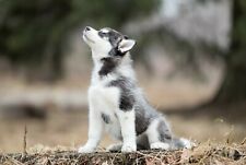 malamute puppies for sale  SELBY