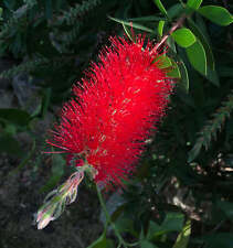 callistemon usato  Italia