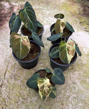 Usado, Fito Libre Variegado Philodendron Melanochrysum - Monstera, Hoya, Platycerium segunda mano  Embacar hacia Argentina