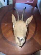 Taxidermy deer head for sale  Tampa