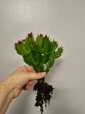 Christmas cactus thanksgiving for sale  LONDON