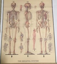 Poster human skeletal for sale  Wichita