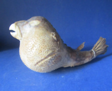 Naturalized globe fish d'occasion  Expédié en Belgium