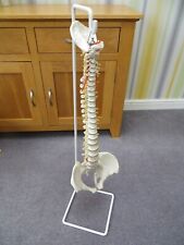 Vintage human spine for sale  MANCHESTER