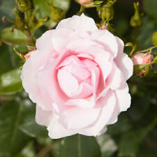 Blush white old for sale  PETERBOROUGH
