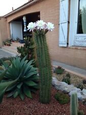 Cactus cierge. echinopsis d'occasion  Mèze