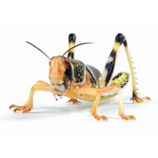 Extra large locusts for sale  BASILDON