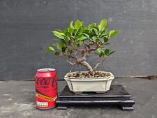 Ficus microcarpa bonsai for sale  MILTON KEYNES