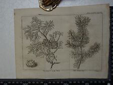1776 - Cipresso e i suoi frutti, incisione albero di cedro, peluche, spettacolo della natura usato  Spedire a Italy
