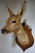 Taxidermy roe deer for sale  HASTINGS