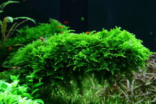 Java moss live for sale  PLYMOUTH