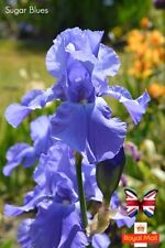 Iris sugar blues for sale  UK