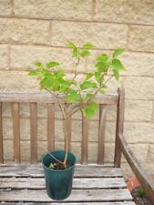 Lovely white lilac for sale  HIGH PEAK