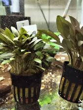 Cryptocoryne beckettii plante d'occasion  Ingwiller