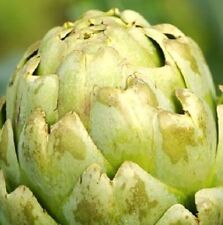 Green globe artichoke for sale  Minneapolis