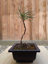 Bonsai kiefer pinus gebraucht kaufen  Mölln