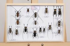 Entomologie collection muséum d'occasion  Peyruis