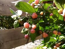 Chile Cheiro Roxa (más de 15 semillas), usado segunda mano  Embacar hacia Argentina