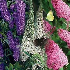 Butterfly Bush- Mixed colors- 50 Seeds - - BOGO 50% off SALE for sale  Shipping to South Africa