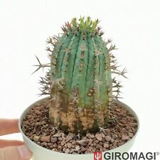 cactus euphorbia usato  Cortona