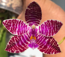 Novelty phal phalaenopsis for sale  Boca Raton