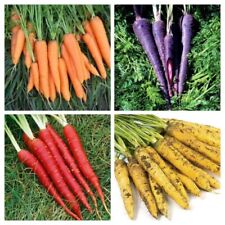 Carrot seeds huge for sale  SALISBURY