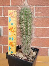 Pachycereus pringlei plan for sale  Shipping to South Africa