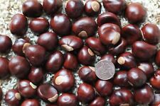 Buckeye nuts quarter for sale  Richwood