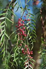 California pepper tree for sale  Grover Beach