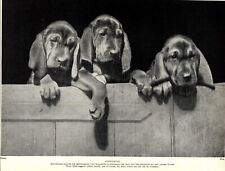 1930s antique bloodhound for sale  Harborton