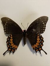 Papilio garamas electryon gebraucht kaufen  Marienmünster