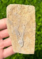 Nice fossil crinoid for sale  Coppell