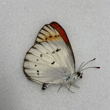 Butterfly colotis danae for sale  READING