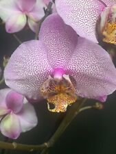 Phalaenopsis manhattan for sale  LONDON