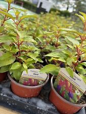 Hardy fuschia plants for sale  DEREHAM