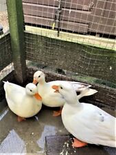 Call duck hatching for sale  THURSO
