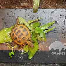 Tortoise feeding slate for sale  CASTLEFORD