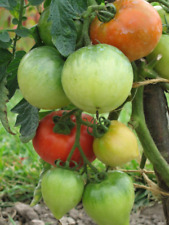 Vegetable tomato ace for sale  HIGH WYCOMBE