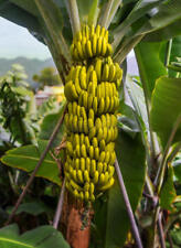 Banana tree seeds. for sale  CAMBORNE
