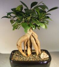 Ginseng ficus bonsai for sale  Patchogue