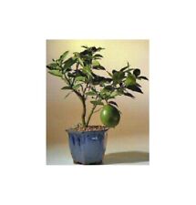 Lemon tree bonsai for sale  Patchogue