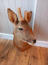 Taxidermy roe deer for sale  BILLINGHAM