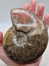 315g large ammonite for sale  CARNFORTH