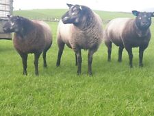 Blue texel raw for sale  SKIPTON