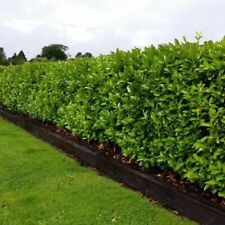 exotic plants for sale  Shipping to Ireland