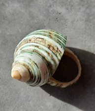 Green sea snail for sale  SOUTHAMPTON