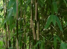Semi bambu fargesia usato  Novara