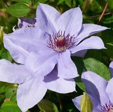 Clematis boulevard bernadine for sale  Shipping to Ireland